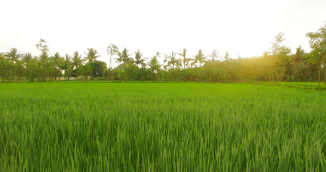 Transparent Field of Lush Green Rice Against Bright Sky