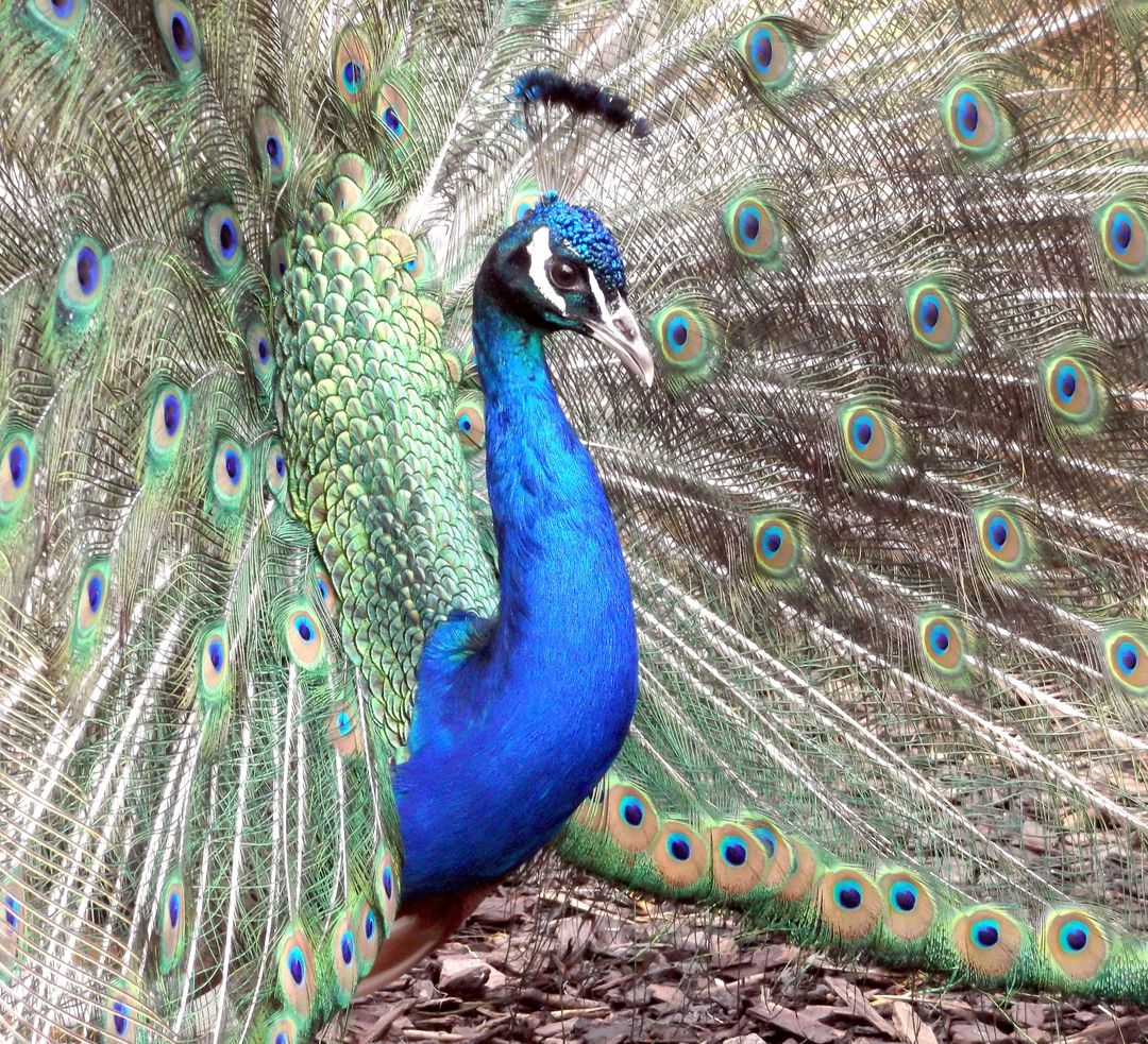 Majestic Peacock Displaying Vibrant Plumage in Full Fan - Free Images, Stock Photos and Pictures on Pikwizard.com