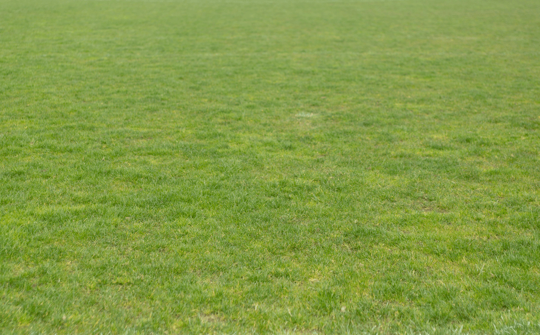 Lush Green Grass on Transparent Background for Nature Themes