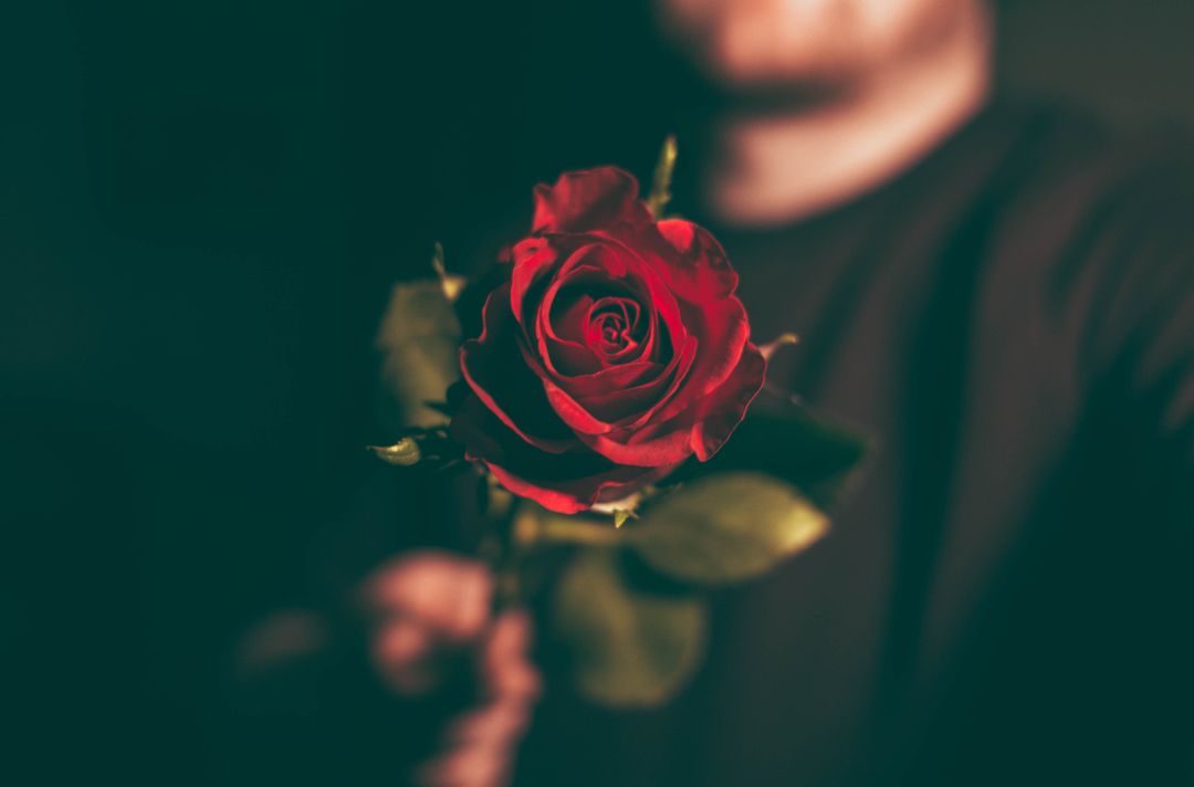 Person Holding Single Red Rose in Low Light - Free Images, Stock Photos and Pictures on Pikwizard.com