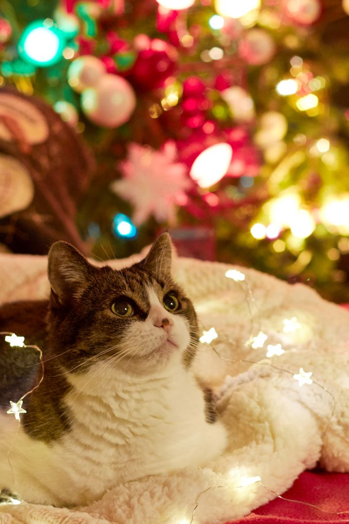 Christmas cat relaxing with festive lights near christmas tree