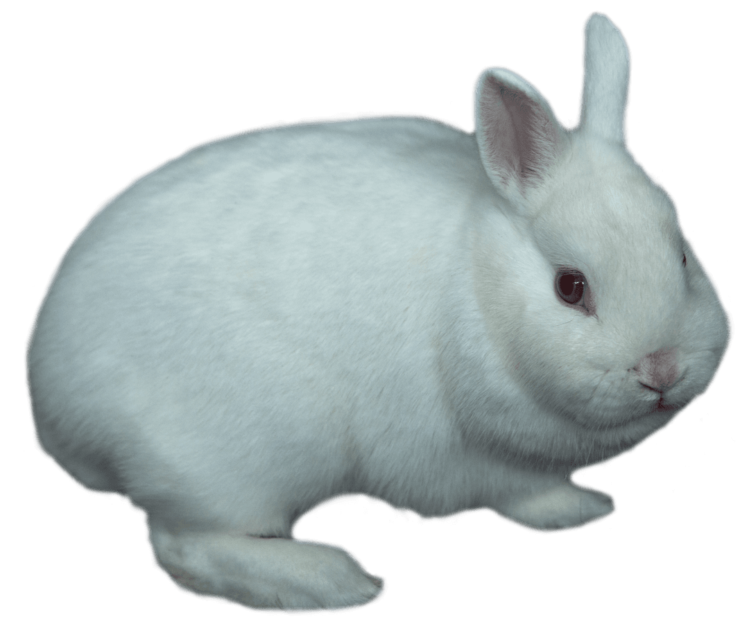 Transparent Background Portrait of Fluffy White Bunny