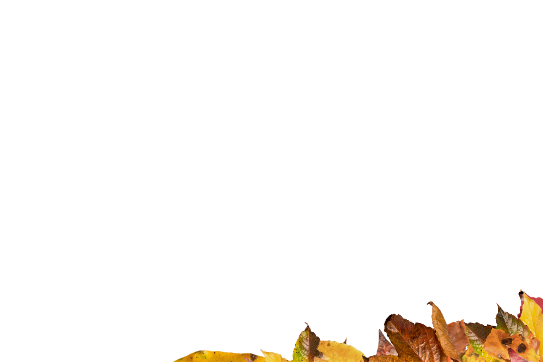 Autumn Leaves with Copy Space on Transparent Background - Download Free Stock Images Pikwizard.com