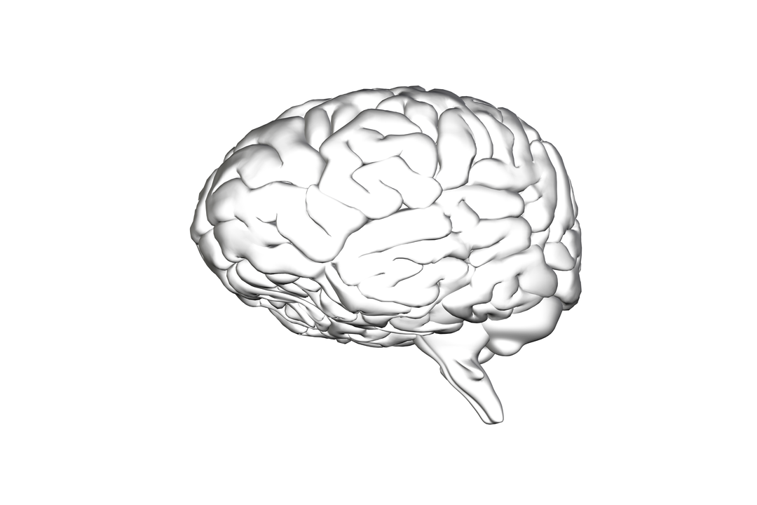 Digital Transparent Brain on Transparent Background for Scientific Illustration - Download Free Stock Images Pikwizard.com