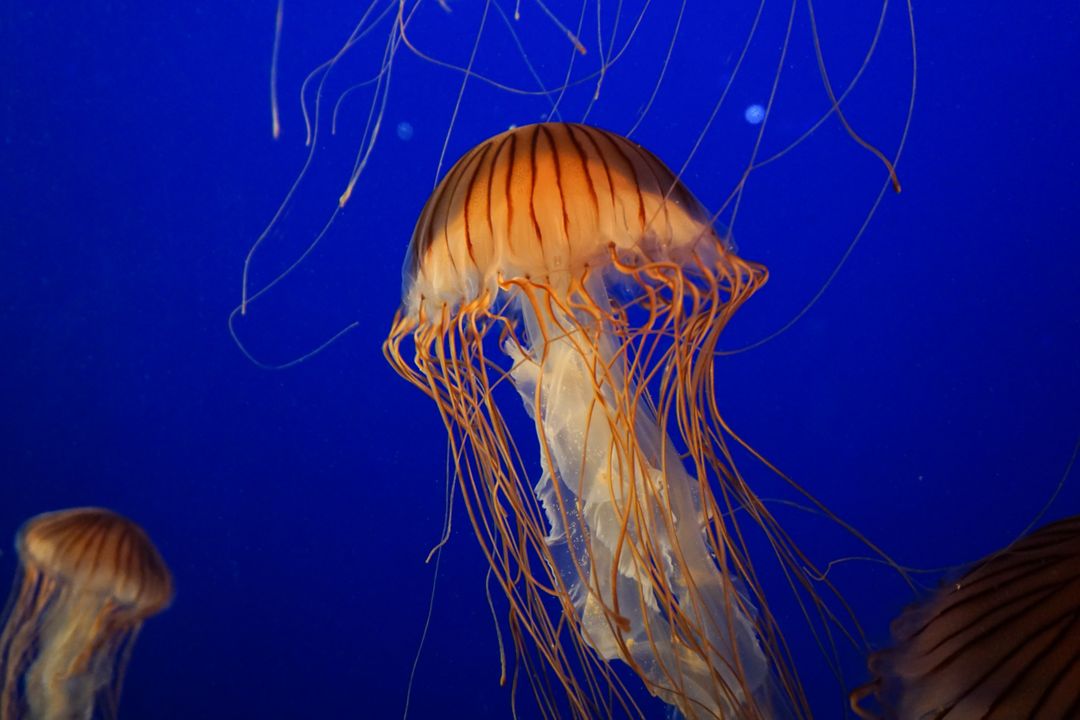 Jellyfish gliding gracefully in deep blue ocean - Free Images, Stock Photos and Pictures on Pikwizard.com