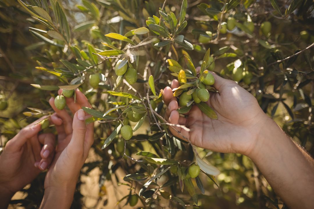 Hands of couple holding olive tree at farm - Free Images, Stock Photos and Pictures on Pikwizard.com