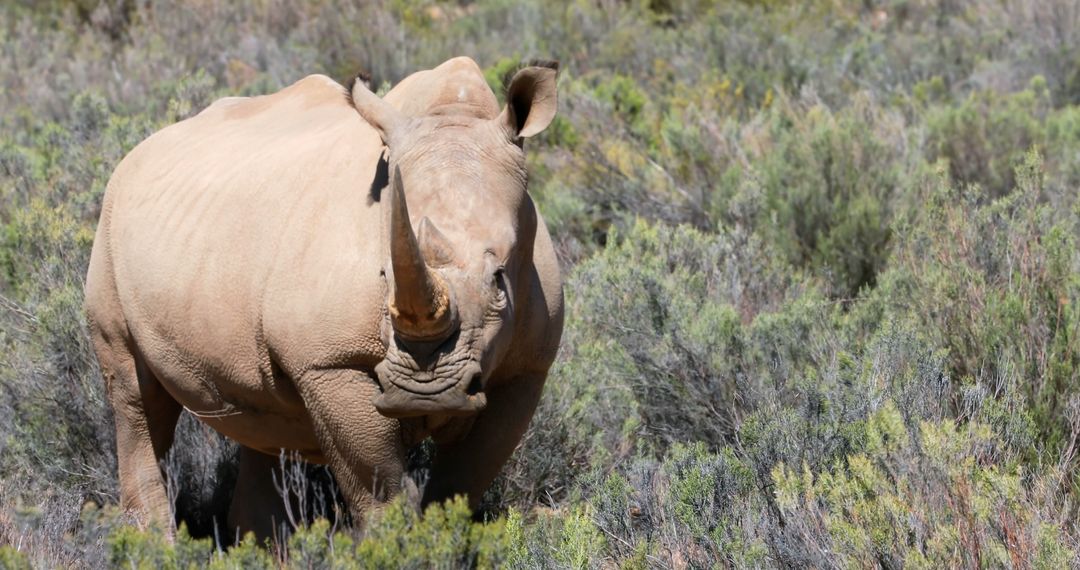 White Rhinoceros in Natural Wildlife Habitat - Free Images, Stock Photos and Pictures on Pikwizard.com