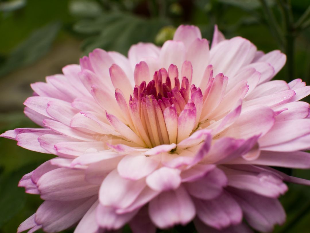 Close-Up of Pink Chrysanthemum Flower in Full Bloom - Free Images, Stock Photos and Pictures on Pikwizard.com
