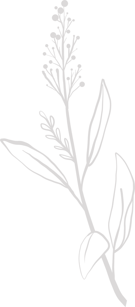 Minimalist Plant Line Art with Transparent Background