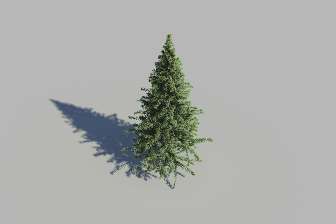 Fir Tree Illustration Isolated on Transparent Background for Christmas Designs