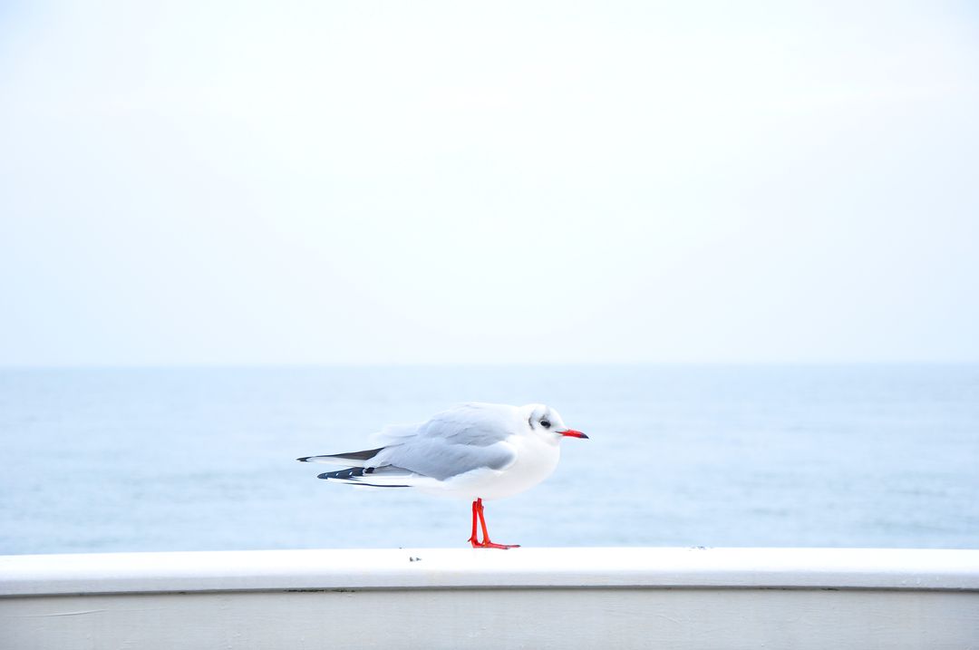 Solitary Seagull Perched on White Railing with Ocean Background - Free Images, Stock Photos and Pictures on Pikwizard.com