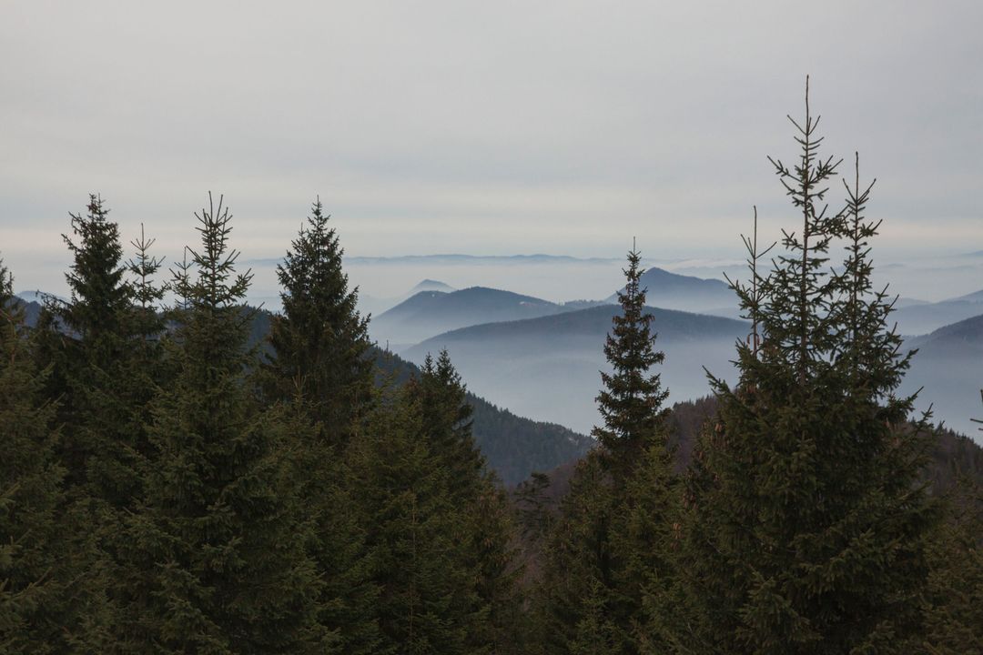Foggy Mountain Ridge with Pine Trees in Cool Winter Morning - Free Images, Stock Photos and Pictures on Pikwizard.com
