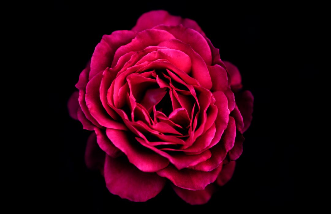 Close-up of Vibrantly Colored Pink Rose on Black Background - Free Images, Stock Photos and Pictures on Pikwizard.com
