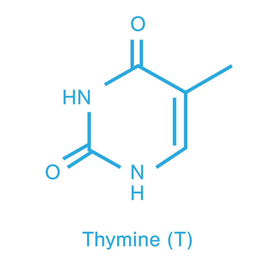 Transparent Thymine Molecule Structure in Blue for Chemistry Education