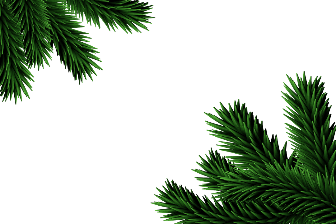 Christmas Pine Branches on Transparent PNG Background Isolated Design