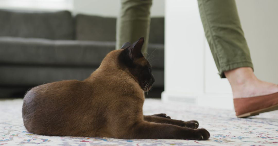 Relaxed Burmese Cat Lounging Indoors Near Person - Free Images, Stock Photos and Pictures on Pikwizard.com