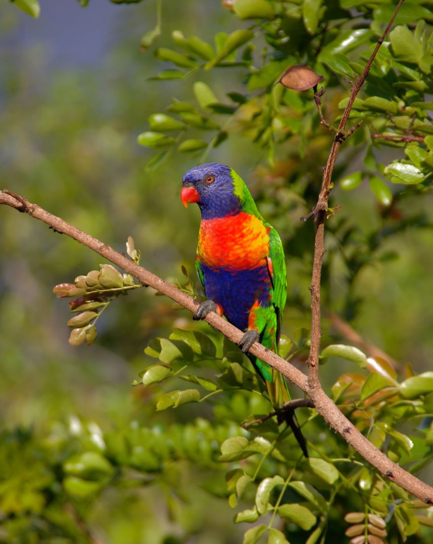 Colorful Rainbow Lorikeet Perched on Tree Branch - Free Images, Stock Photos and Pictures on Pikwizard.com