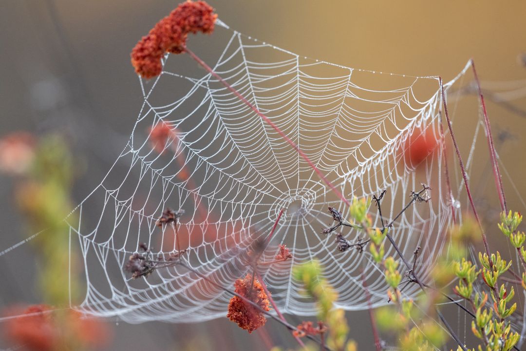 Dew-Kissed Spider Web Draping Wildflower Stems in Soft Morning Light