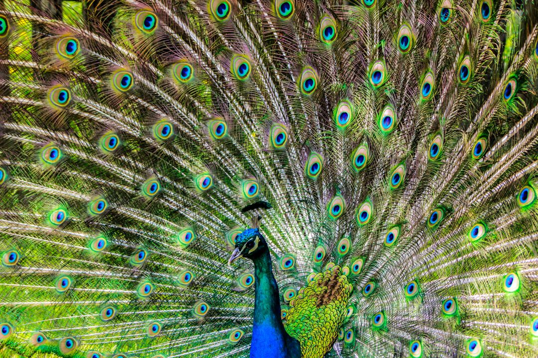 Vibrant Peacock Displaying Feathers - Free Images, Stock Photos and Pictures on Pikwizard.com