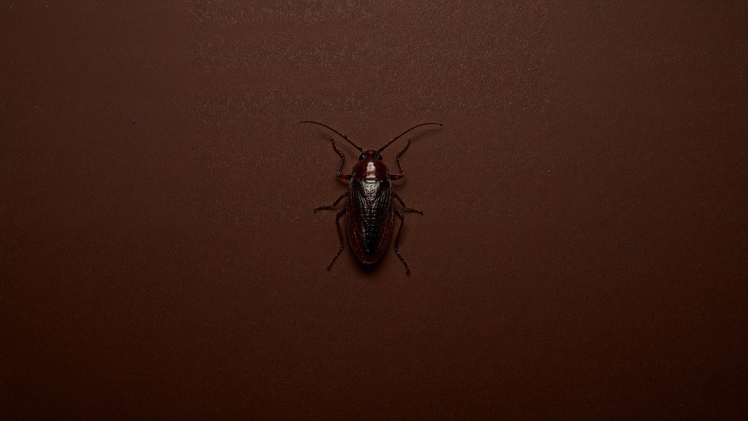 Macro View of Brown Cockroach on Dark Surface