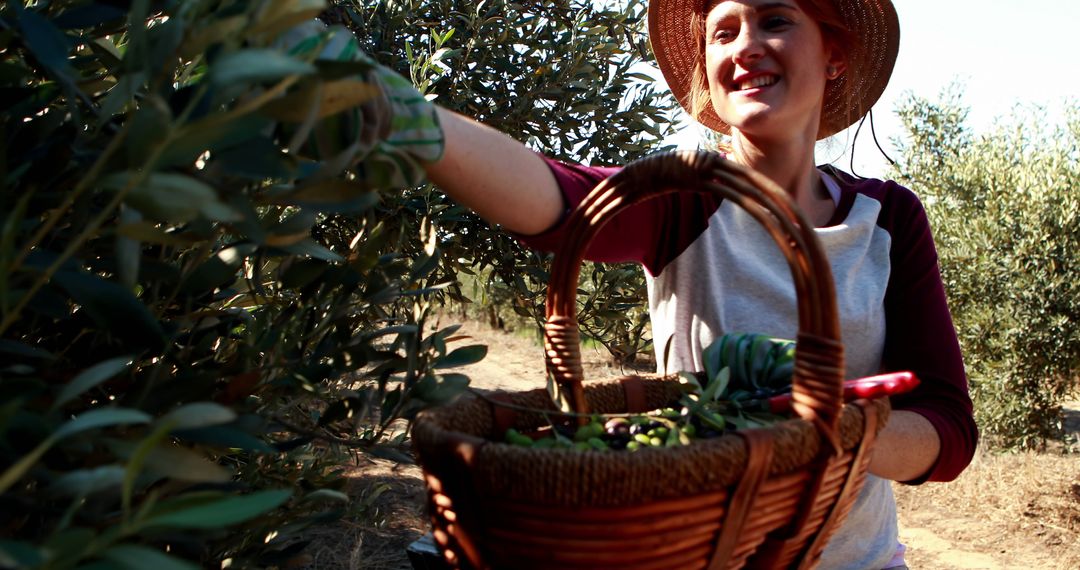 Smiling Woman Harvesting Olives in Sunny Orchard