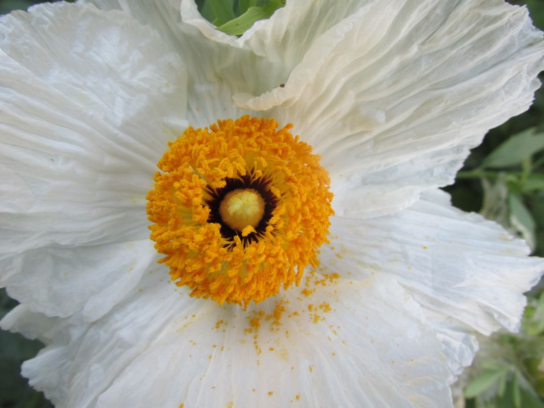 Close-up of Matilija Poppy with Bright Yellow Center - Free Images, Stock Photos and Pictures on Pikwizard.com