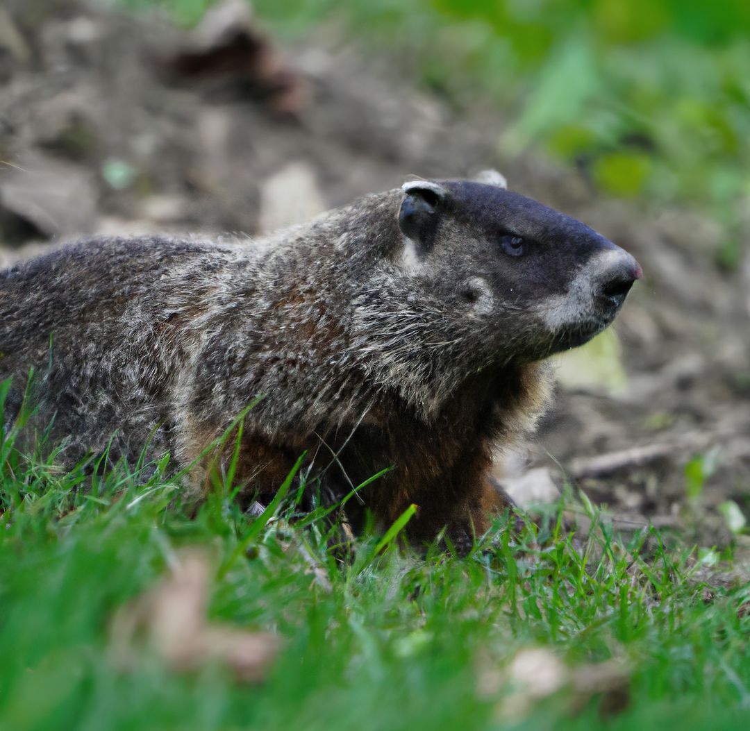Close up of black and brown wild groundhog in forest - Free Images, Stock Photos and Pictures on Pikwizard.com