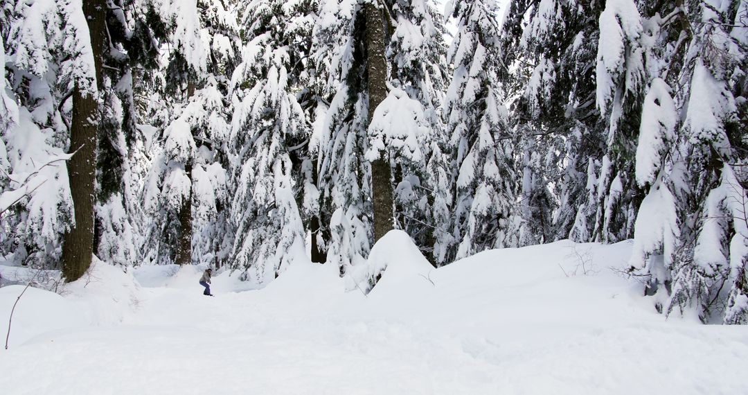 Snow-Covered Forest with Tall Trees in Winter Wonderland - Free Images, Stock Photos and Pictures on Pikwizard.com