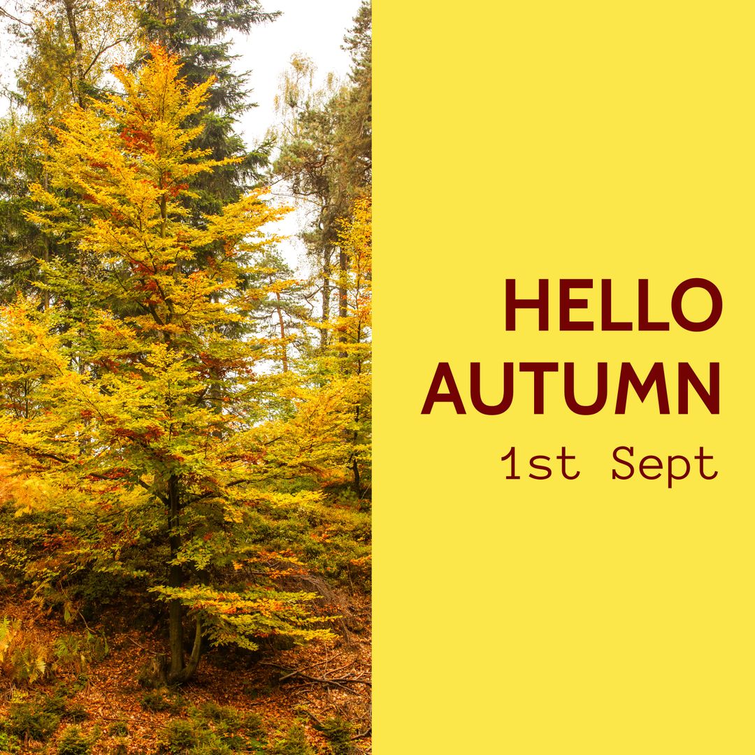 Celebrate Autumn with Vibrant Forest Scenery