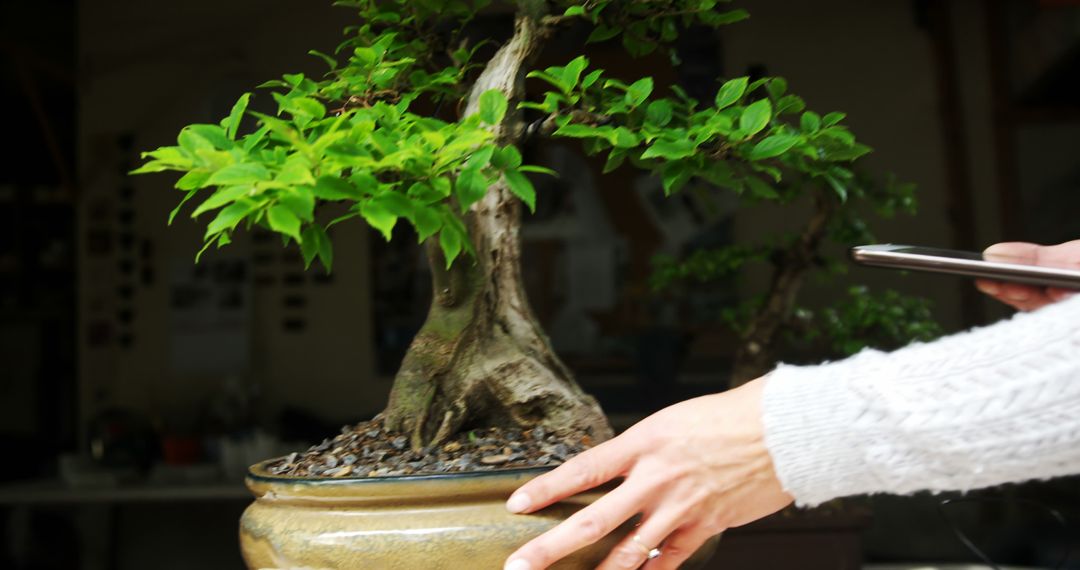 Caring for Bonsai Tree with Modern Technology in Home - Free Images, Stock Photos and Pictures on Pikwizard.com