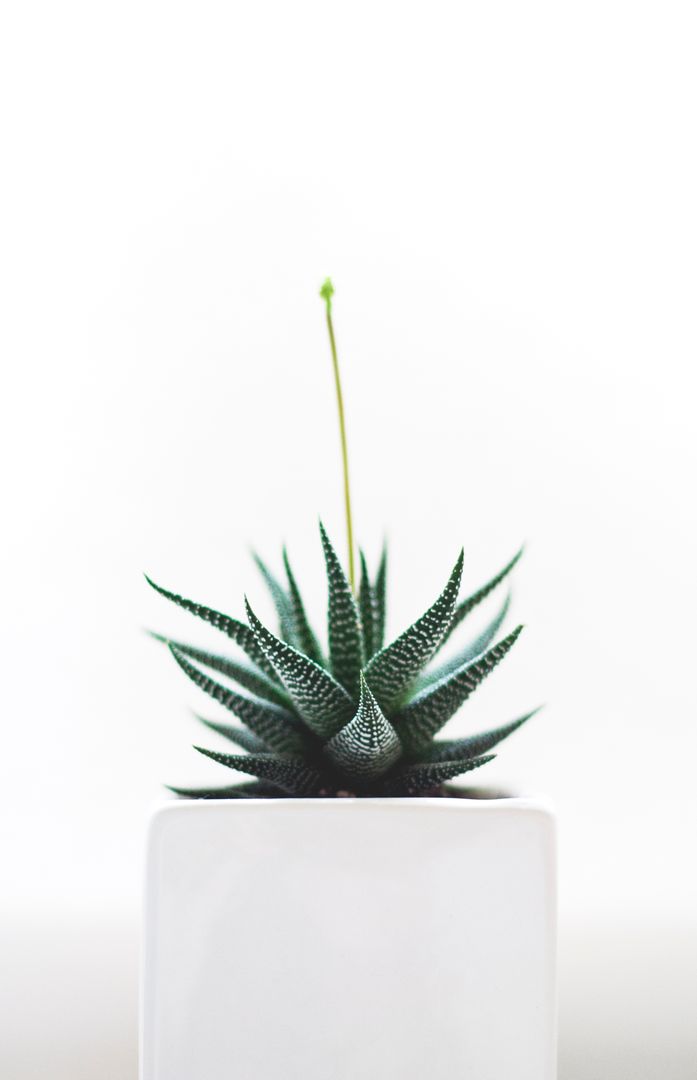 Minimalist Aloe Vera Plant in White Pot with White Background - Free Images, Stock Photos and Pictures on Pikwizard.com