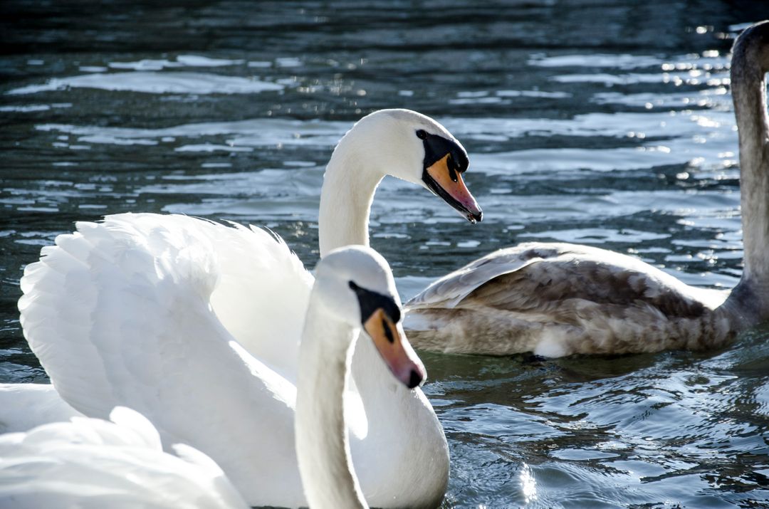 Aquatic bird Swan - Free Images, Stock Photos and Pictures on Pikwizard.com