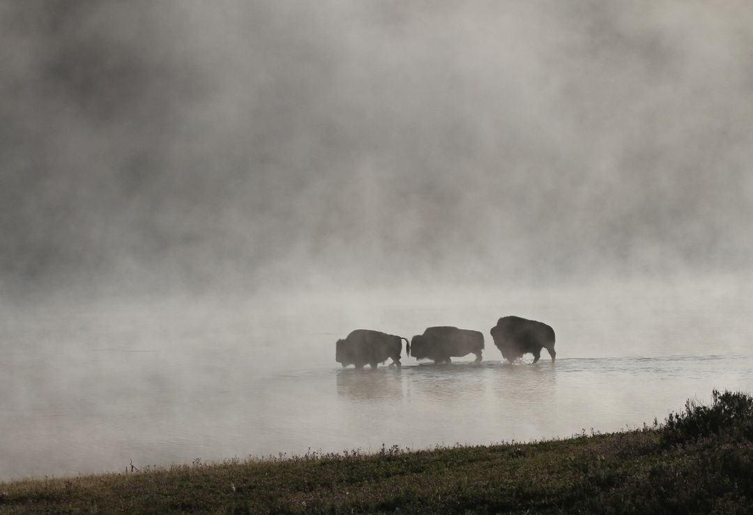 Bison Herd Crossing Misty River at Sunrise - Free Images, Stock Photos and Pictures on Pikwizard.com