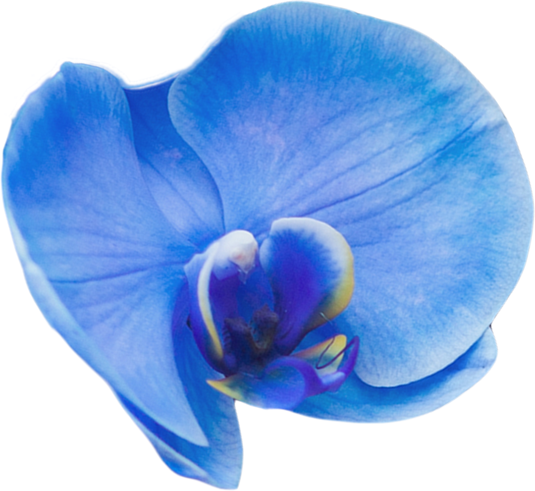 Closeup of a Single Blue Flower Petal On Transparent Background - Download Free Stock Images Pikwizard.com