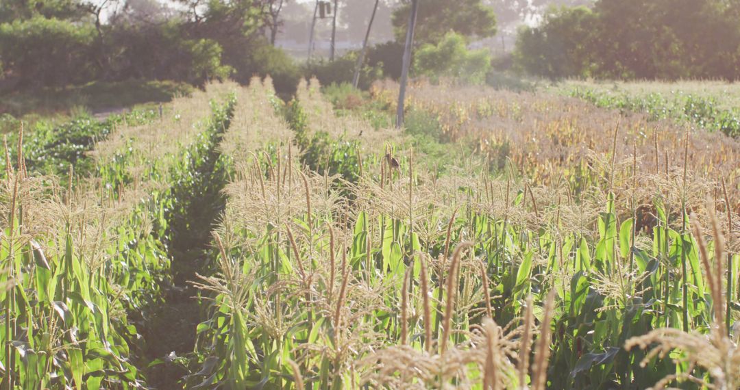 Sunlit Cornfield with Rows of Growing Corn Plants - Free Images, Stock Photos and Pictures on Pikwizard.com