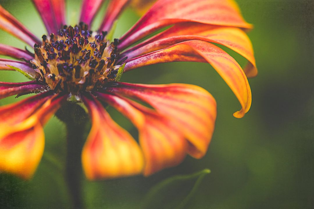 Macro close-up of orange and red daisy petals with textured green bokeh background