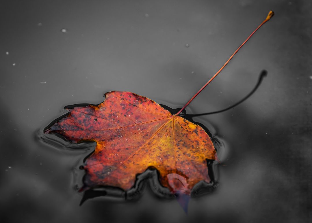 Autumn Maple Leaf Floating on Reflective Water in Black and White Background - Free Images, Stock Photos and Pictures on Pikwizard.com