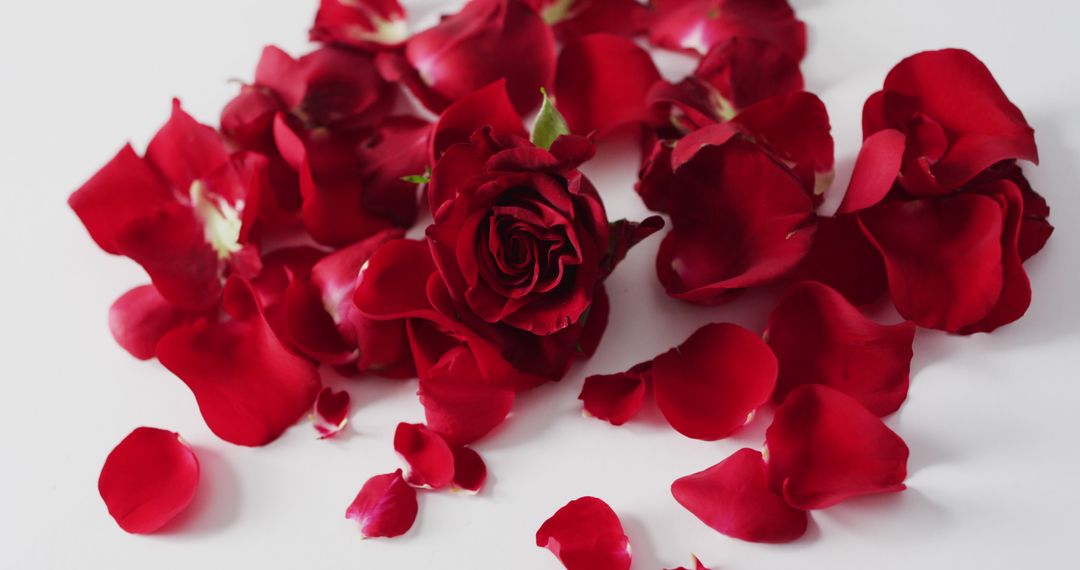 Rich Red Rose and Petals on Light Background for Romantic Vibe