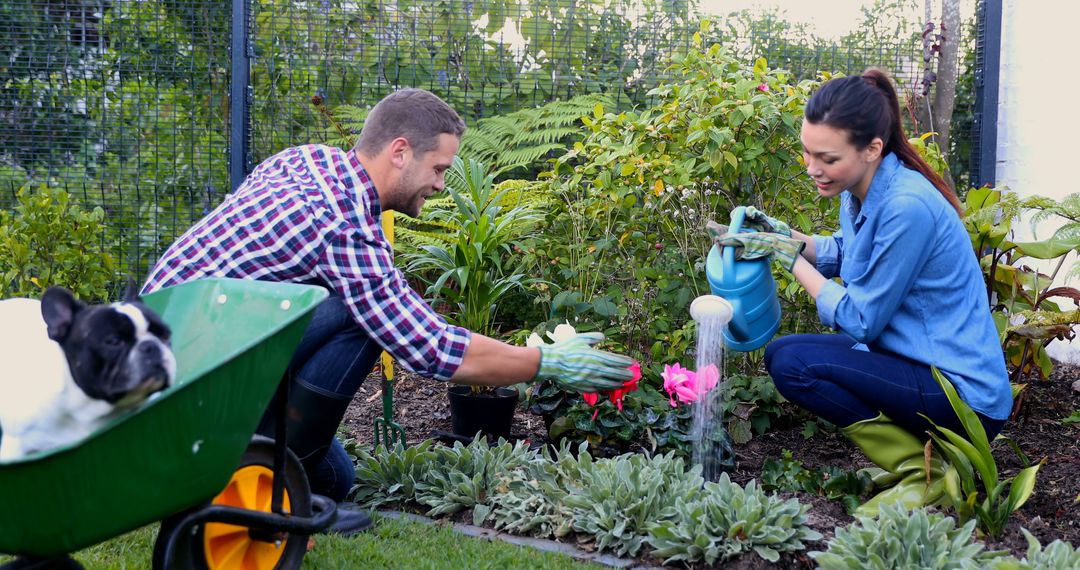 Couple Gardening Together in Backyard with Pet Bulldog in Wheelbarrow - Free Images, Stock Photos and Pictures on Pikwizard.com