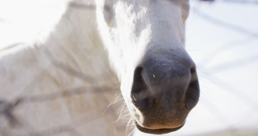 Close up of white horse with brown eyes at farm, slow motion - Free Images, Stock Photos and Pictures on Pikwizard.com