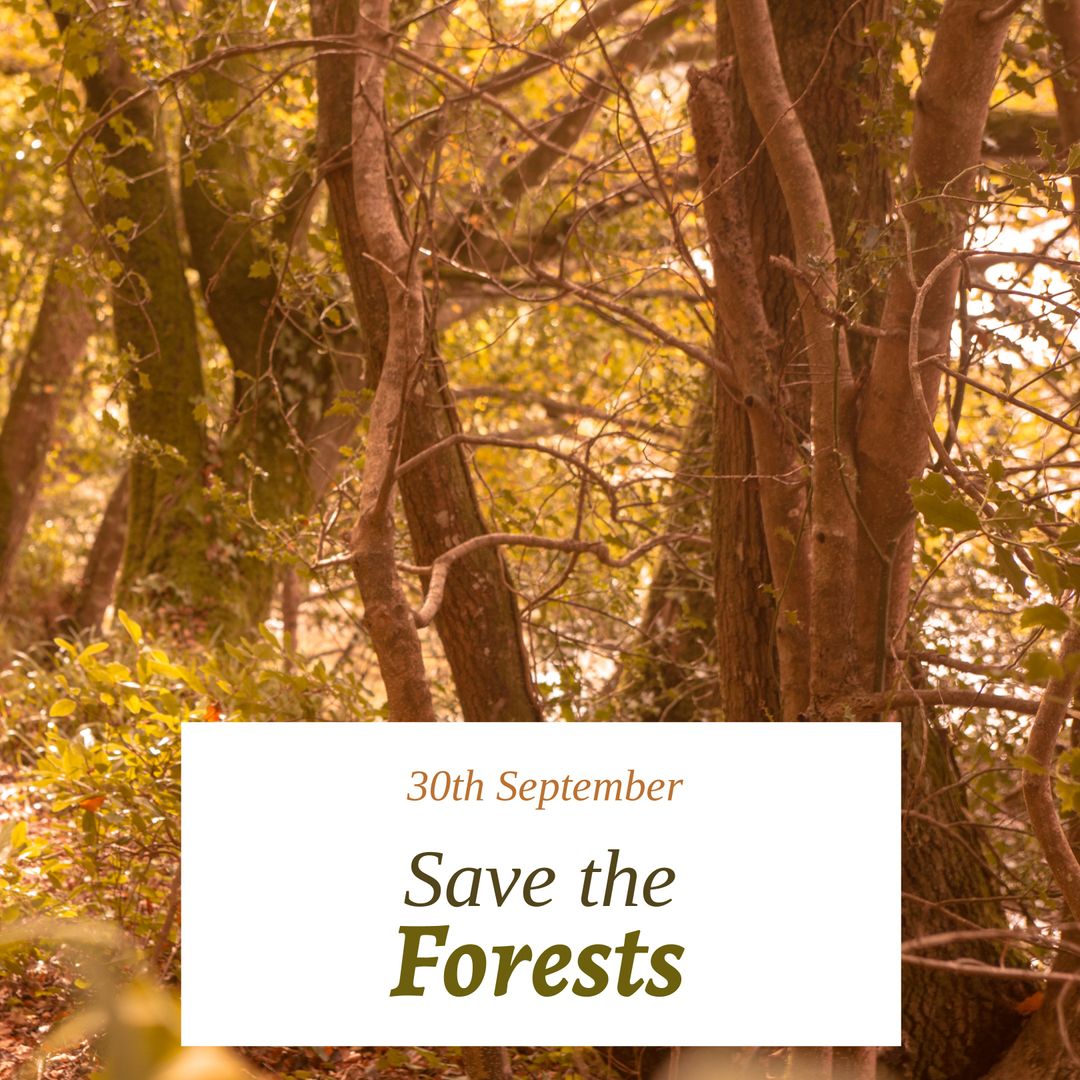 Forest Conservation Awareness Poster with Morning Light
