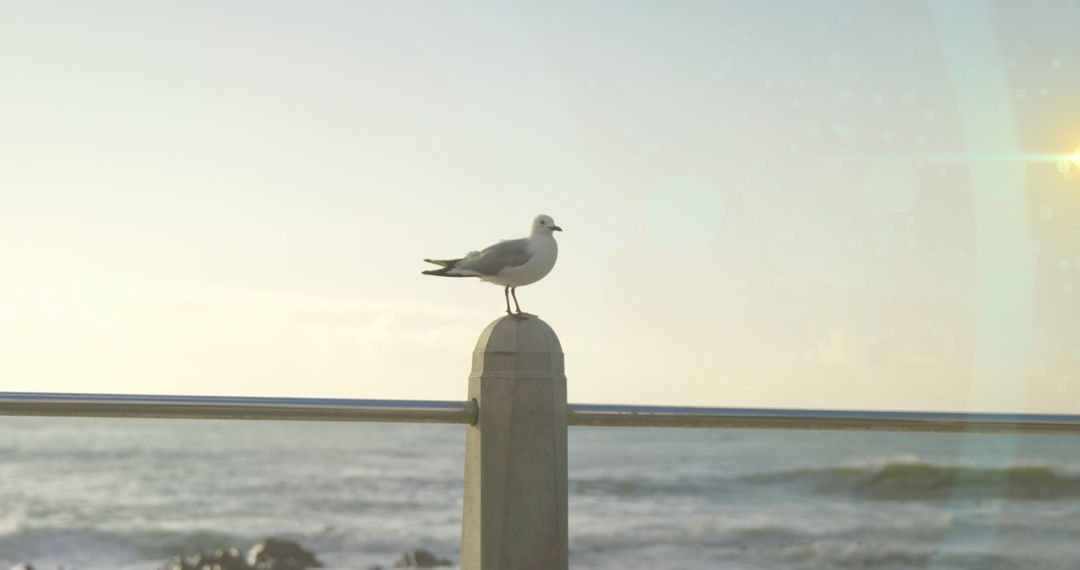 Seagull Perching on Railing by Serene Ocean