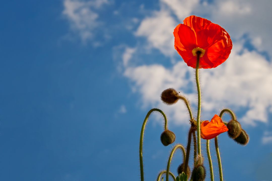 Bright Red Poppies Against Blue Sky - Free Images, Stock Photos and Pictures on Pikwizard.com