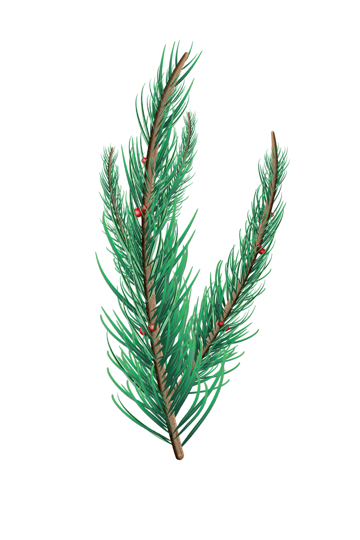 Transparent Fir Tree Branch with Pine Needles and Red Berries