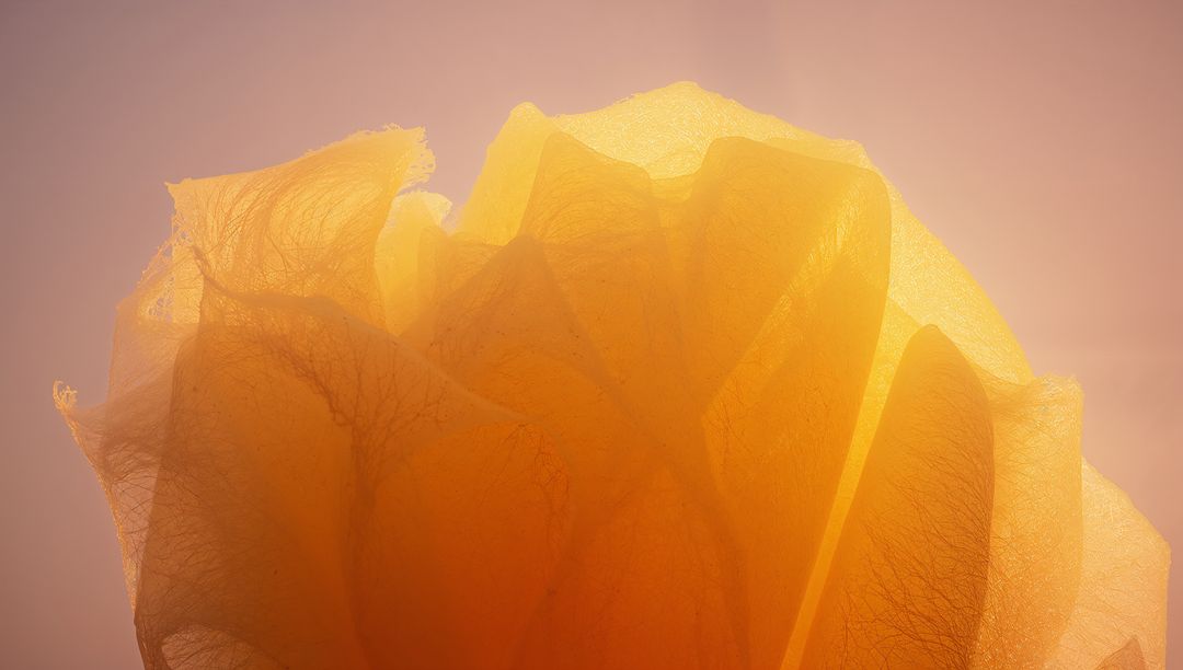 Translucent Golden Bloom Macro Backlit Petals Revealing Fibrous Veins and Warm Gradient