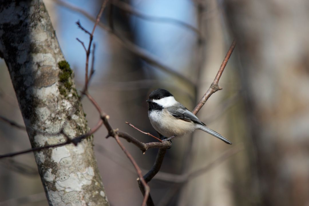Chickadee perched on bare branch in serene woodland - Free Images, Stock Photos and Pictures on Pikwizard.com