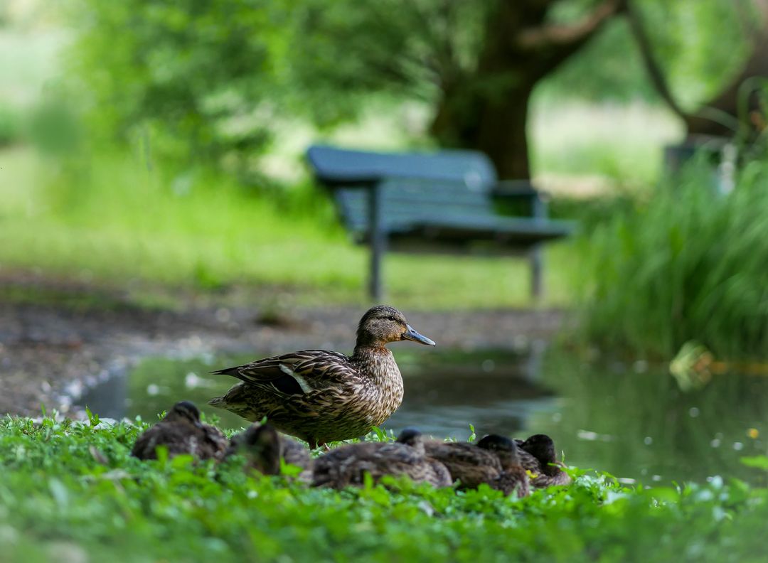 Duck with Ducklings by Peaceful Pond and Bench