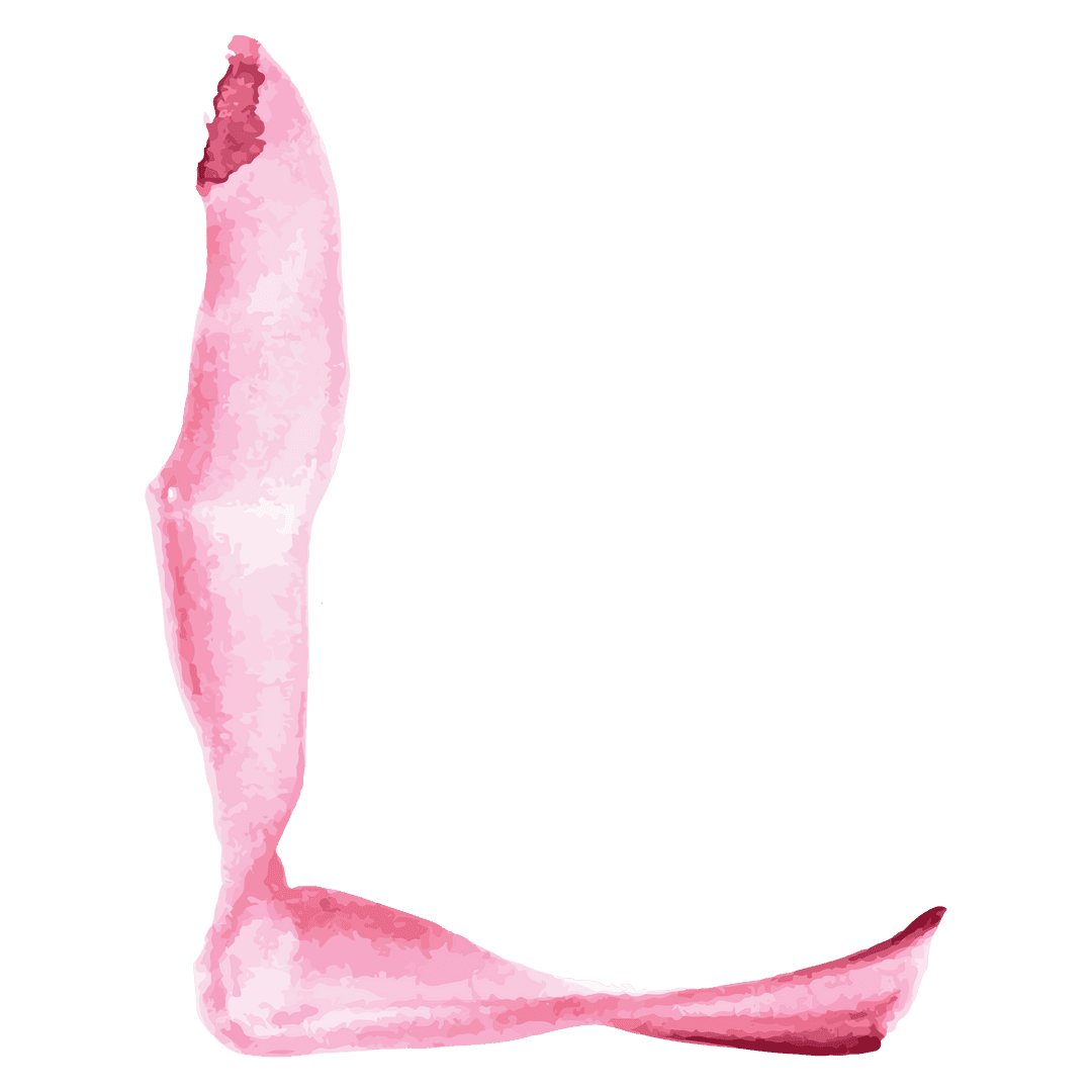 Pink Watercolor Smudge with Copy Space on Transparent Background