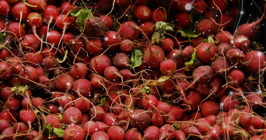 Fresh Red Radishes with Network Overlay Symbolizing Digital Connectivity