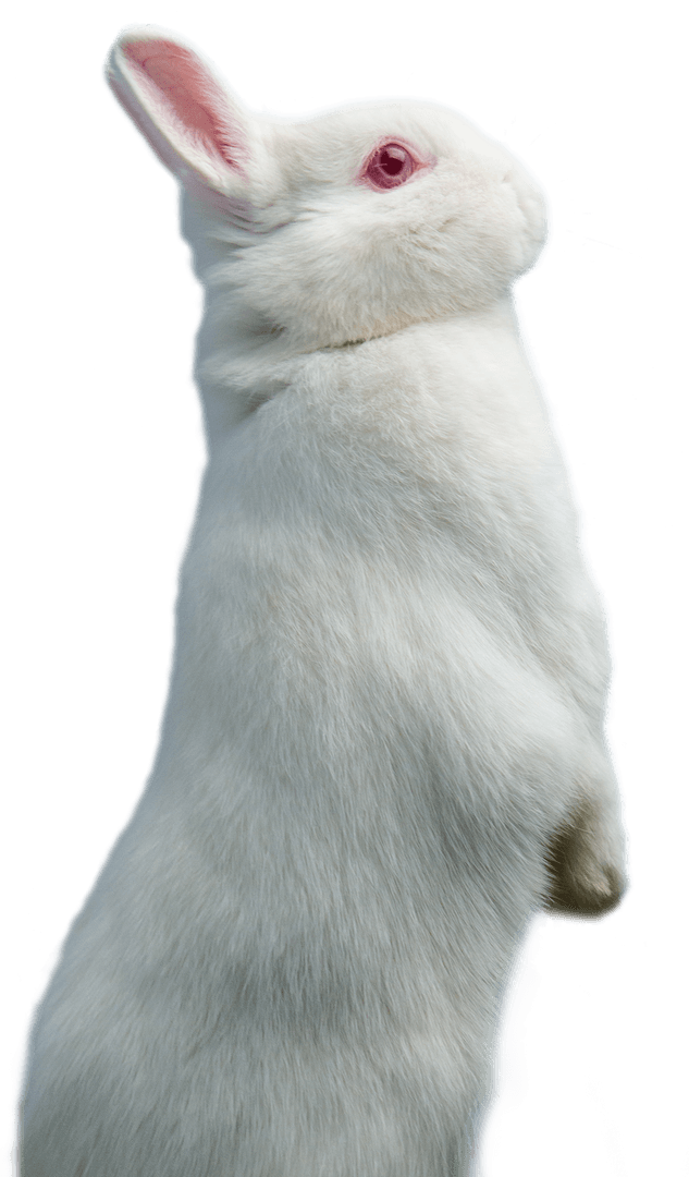 Adorable White Rabbit Standing Isolated on Transparent Background